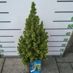  Smrek biely (Picea glauca) ´PERFECTA´ – výška 60-80 cm, kont. C5L